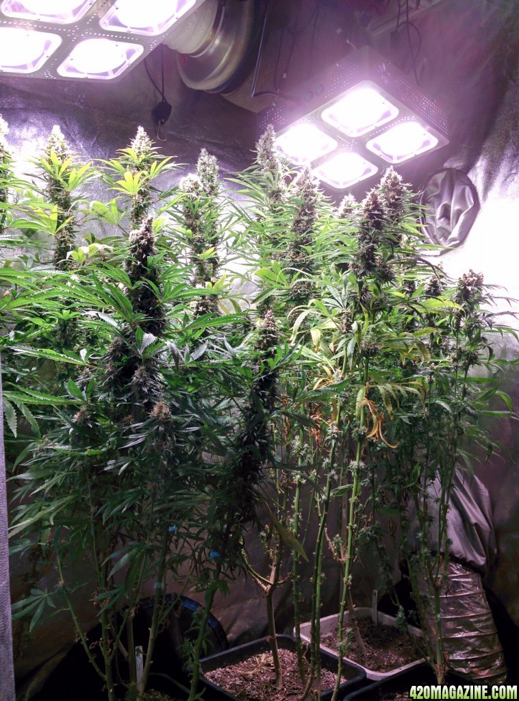 Budmaster_led_grow_light_tangie_4_.jpg