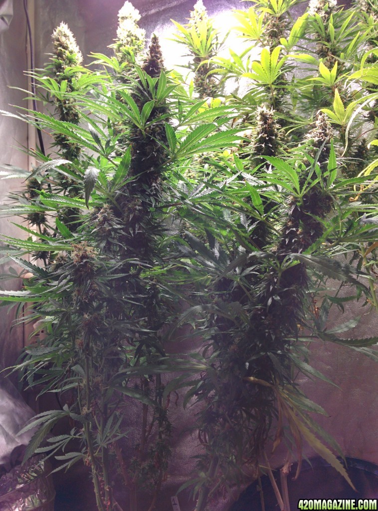 Budmaster_led_grow_light_tangie_5_.jpg