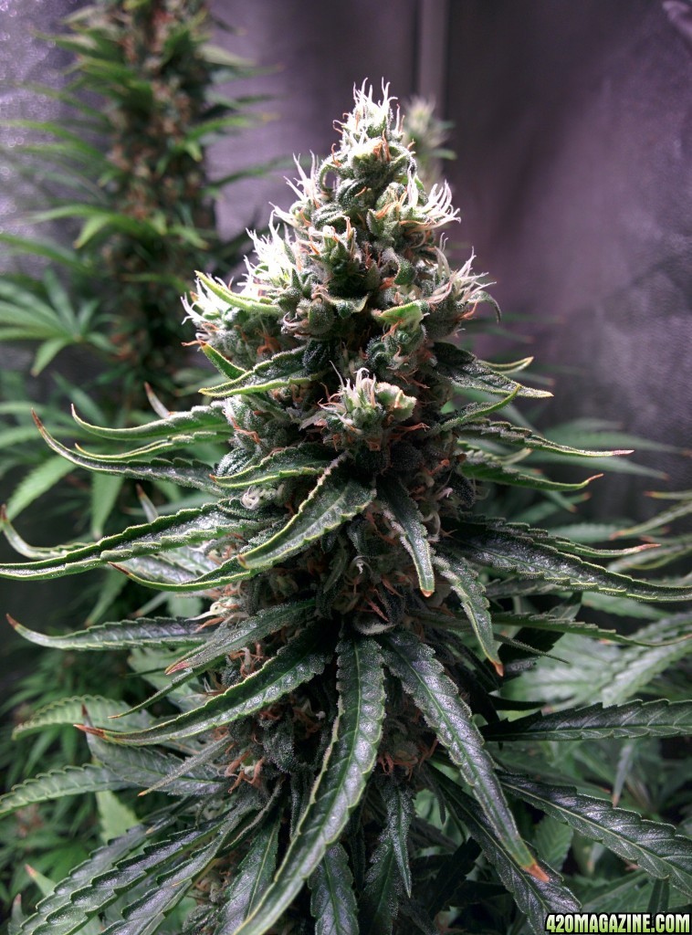 Budmaster_led_grow_light_tangie_6_.jpg