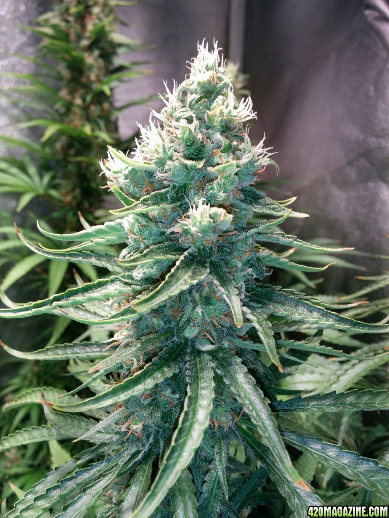 Budmaster_led_grow_light_tangie_7_.jpg