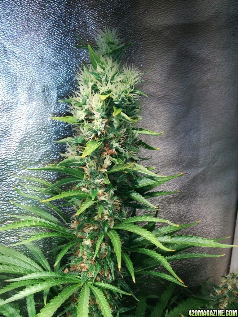 Budmaster_led_grow_light_tangie_8_.jpg