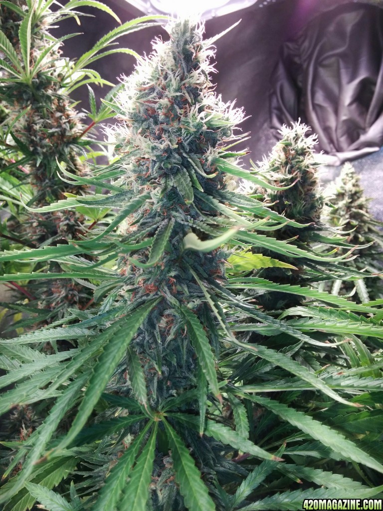 Budmaster_led_grow_light_tangie_9_.jpg