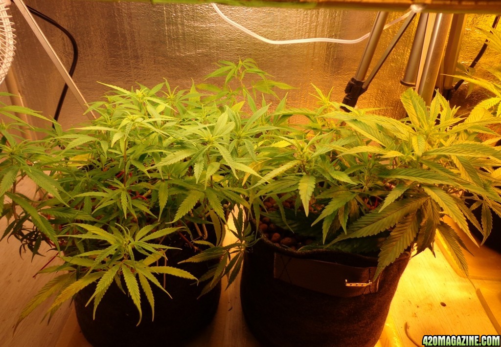 CFL_plants_update_1-20-14.jpg