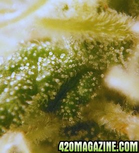 CLose_up_Trichomes_4.jpg