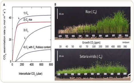 CO2-fertilization.png