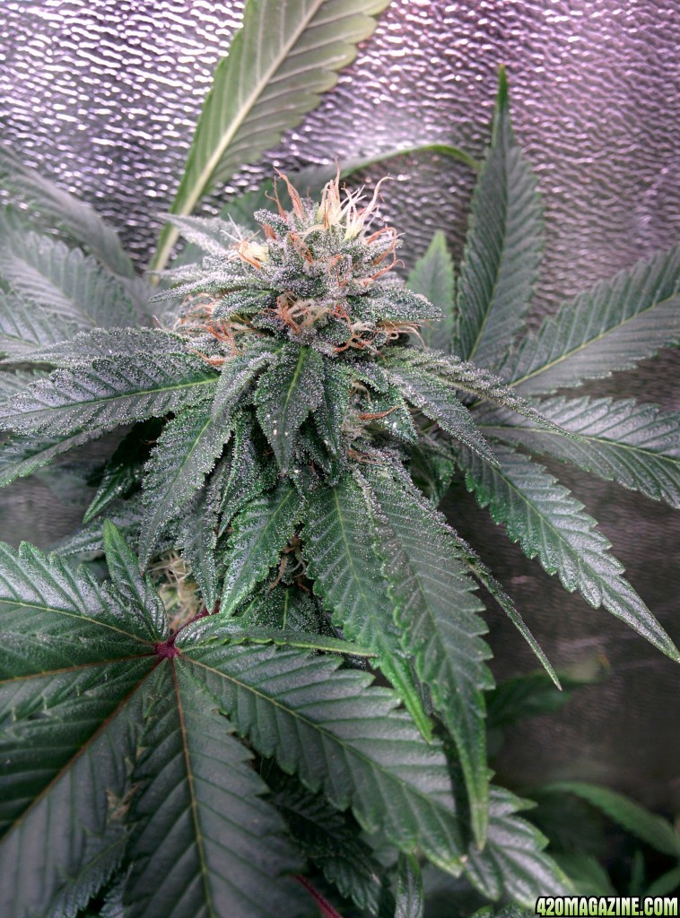 COB_LED_GROW_ICE_MUD_BUDMASTER_10_.jpg