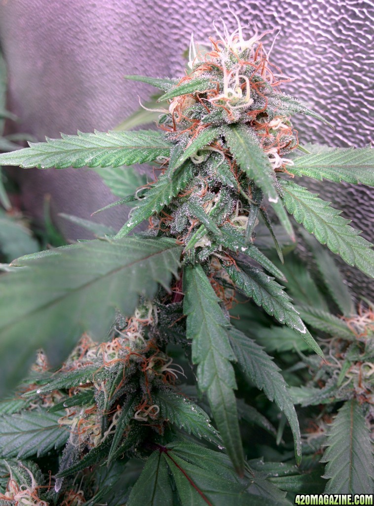 COB_LED_GROW_ICE_MUD_BUDMASTER_11_.jpg