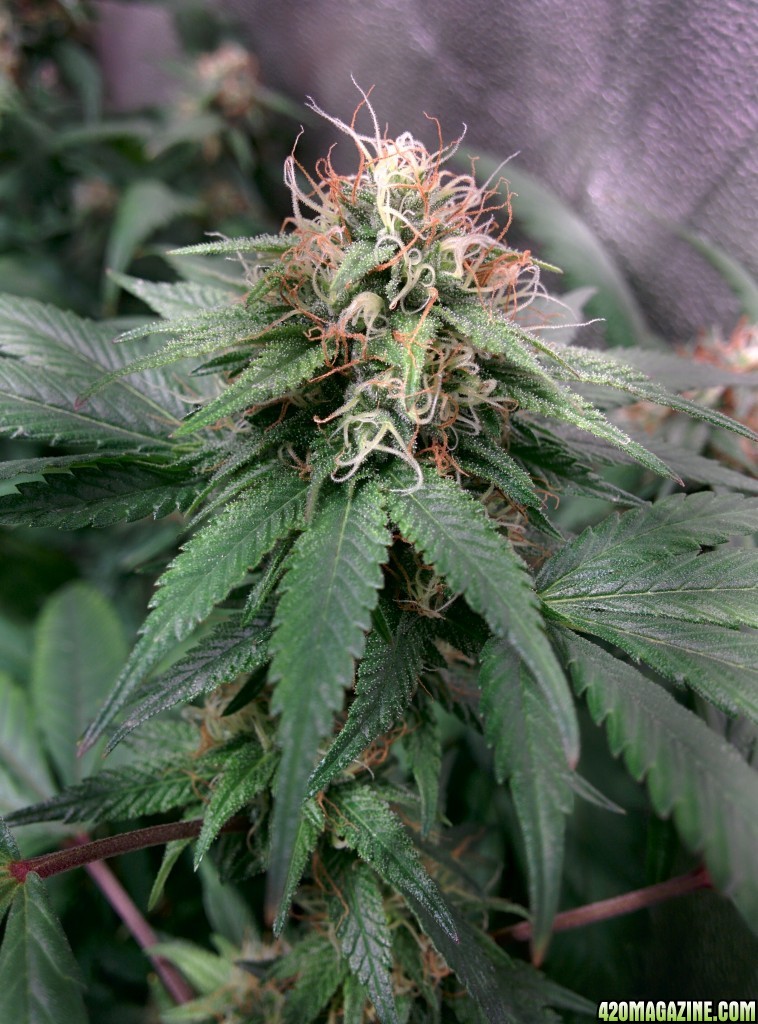 COB_LED_GROW_ICE_MUD_BUDMASTER_12_.jpg