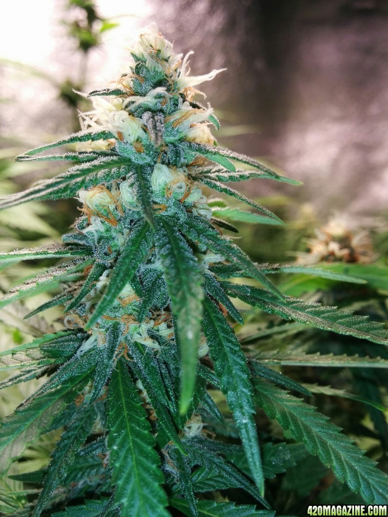 COB_LED_GROW_ICE_MUD_BUDMASTER_14_.jpg