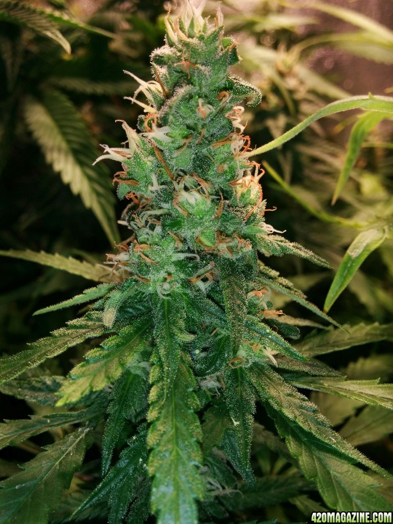 COB_LED_GROW_ICE_MUD_BUDMASTER_15_.jpg