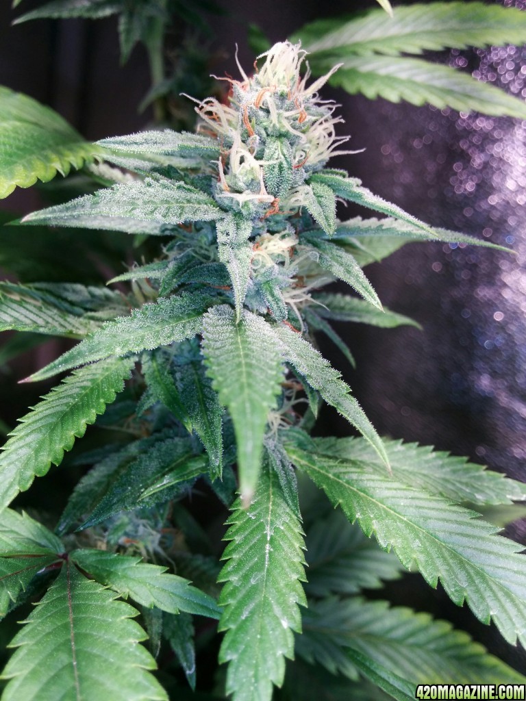 COB_LED_GROW_ICE_MUD_BUDMASTER_16_.jpg