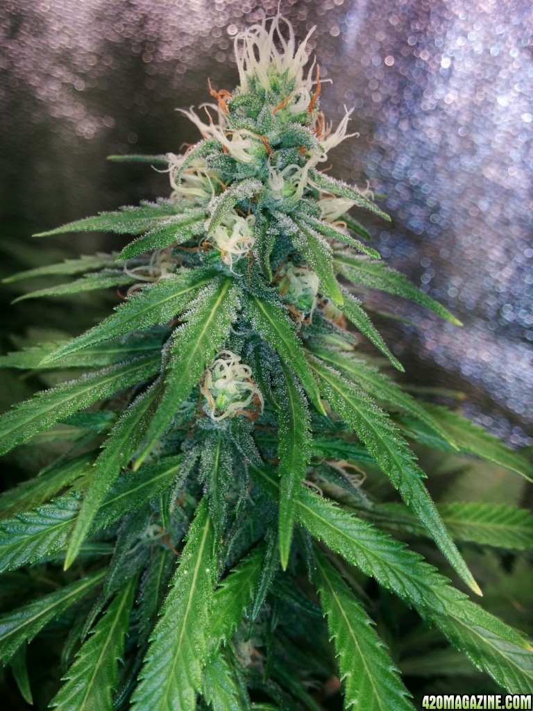 COB_LED_GROW_ICE_MUD_BUDMASTER_17_.jpg