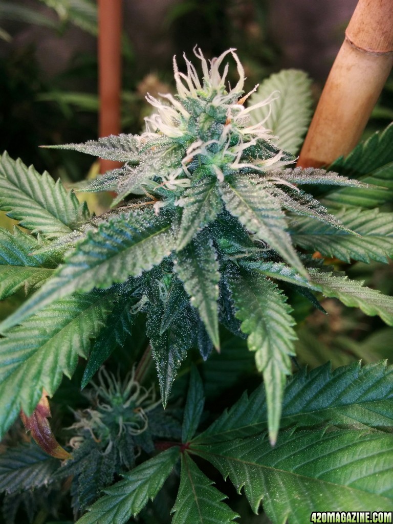 COB_LED_GROW_ICE_MUD_BUDMASTER_18_.jpg