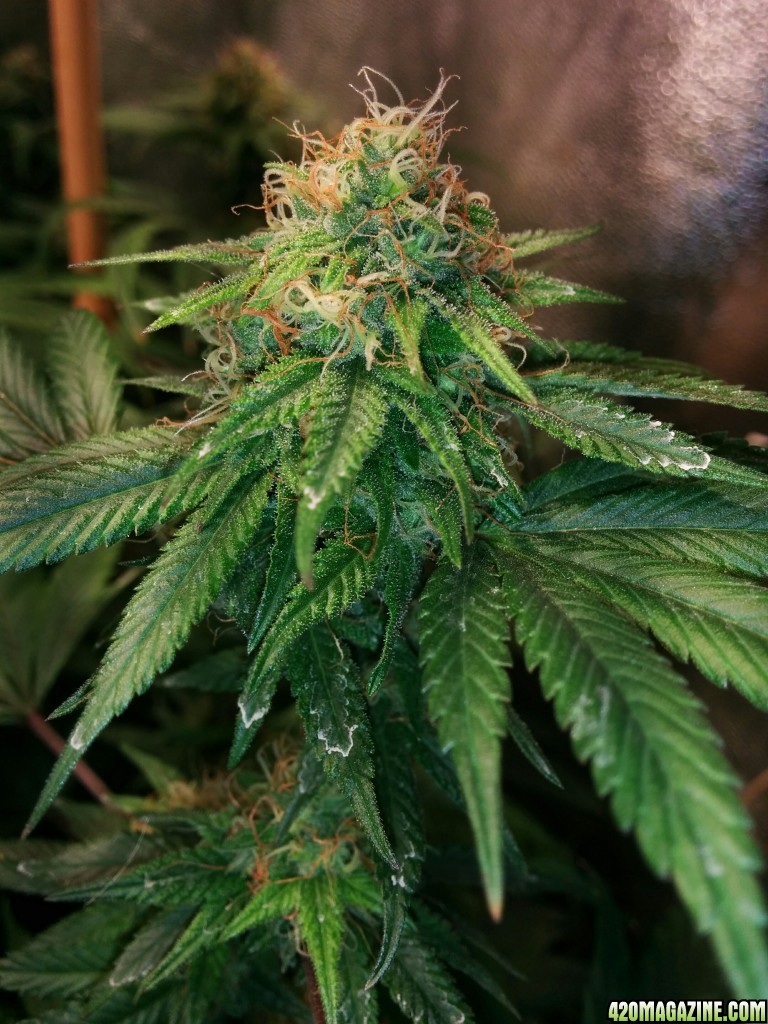 COB_LED_GROW_ICE_MUD_BUDMASTER_19_.jpg