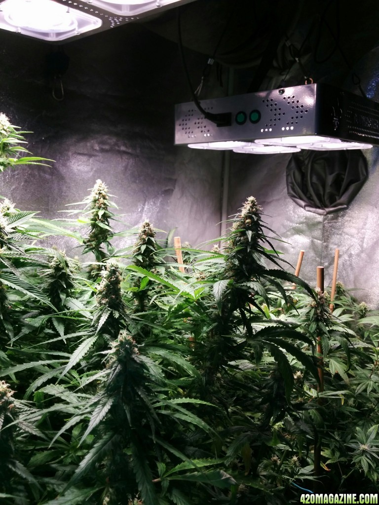 COB_LED_GROW_ICE_MUD_BUDMASTER_1_.jpg