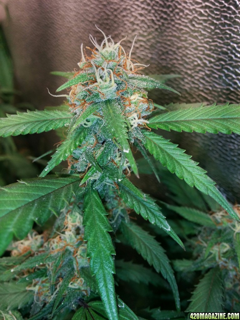 COB_LED_GROW_ICE_MUD_BUDMASTER_20_.jpg