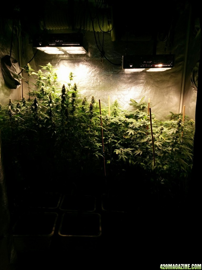 COB_LED_GROW_ICE_MUD_BUDMASTER_21_.jpg