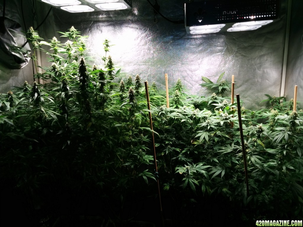 COB_LED_GROW_ICE_MUD_BUDMASTER_22_.jpg