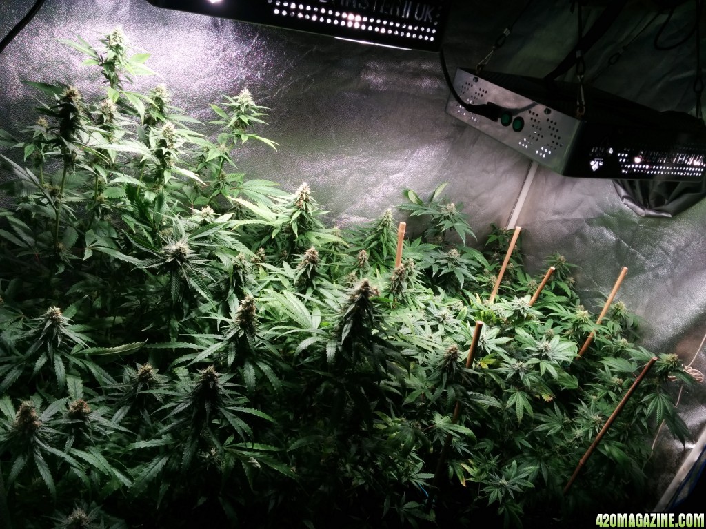 COB_LED_GROW_ICE_MUD_BUDMASTER_23_.jpg