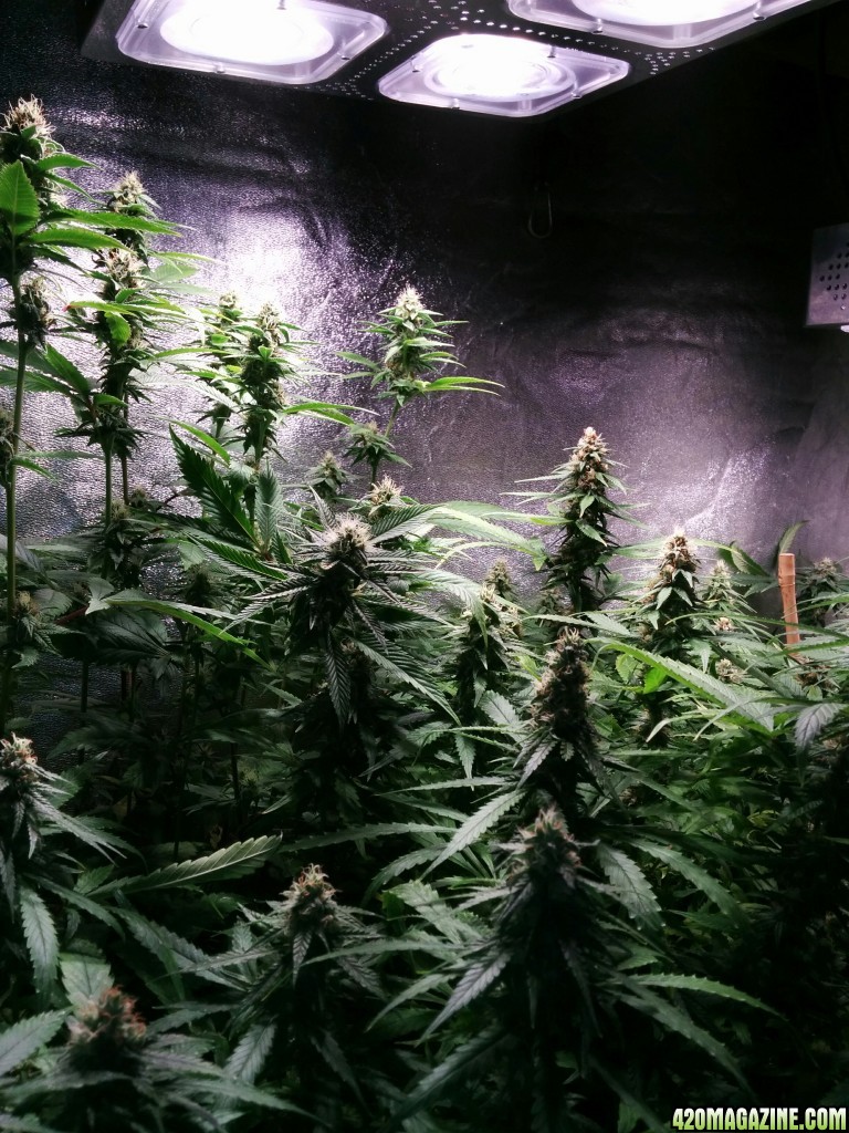 COB_LED_GROW_ICE_MUD_BUDMASTER_24_.jpg