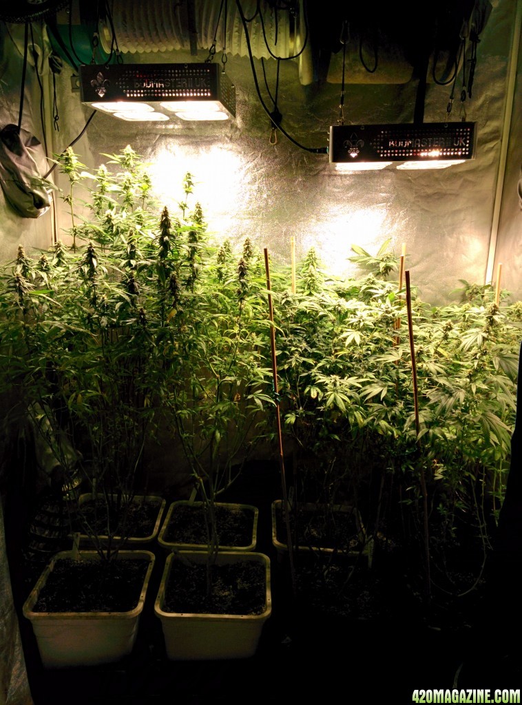 COB_LED_GROW_ICE_MUD_BUDMASTER_2_.jpg