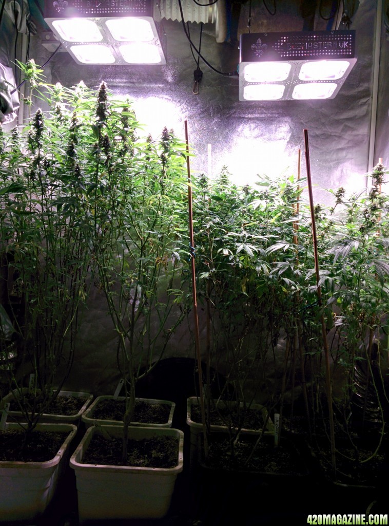 COB_LED_GROW_ICE_MUD_BUDMASTER_3_.jpg