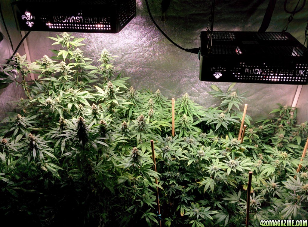 COB_LED_GROW_ICE_MUD_BUDMASTER_5_.jpg