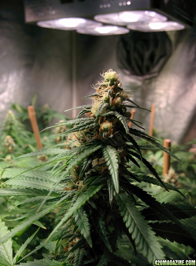 COB_LED_GROW_ICE_MUD_BUDMASTER_6_.jpg