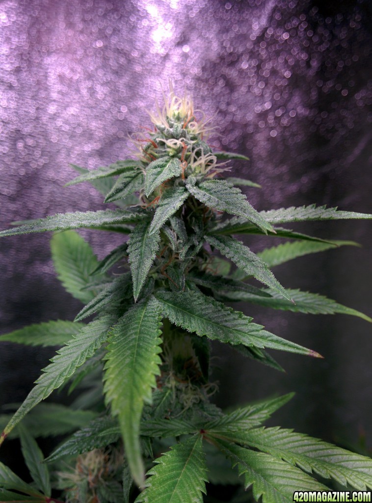 COB_LED_GROW_ICE_MUD_BUDMASTER_7_.jpg