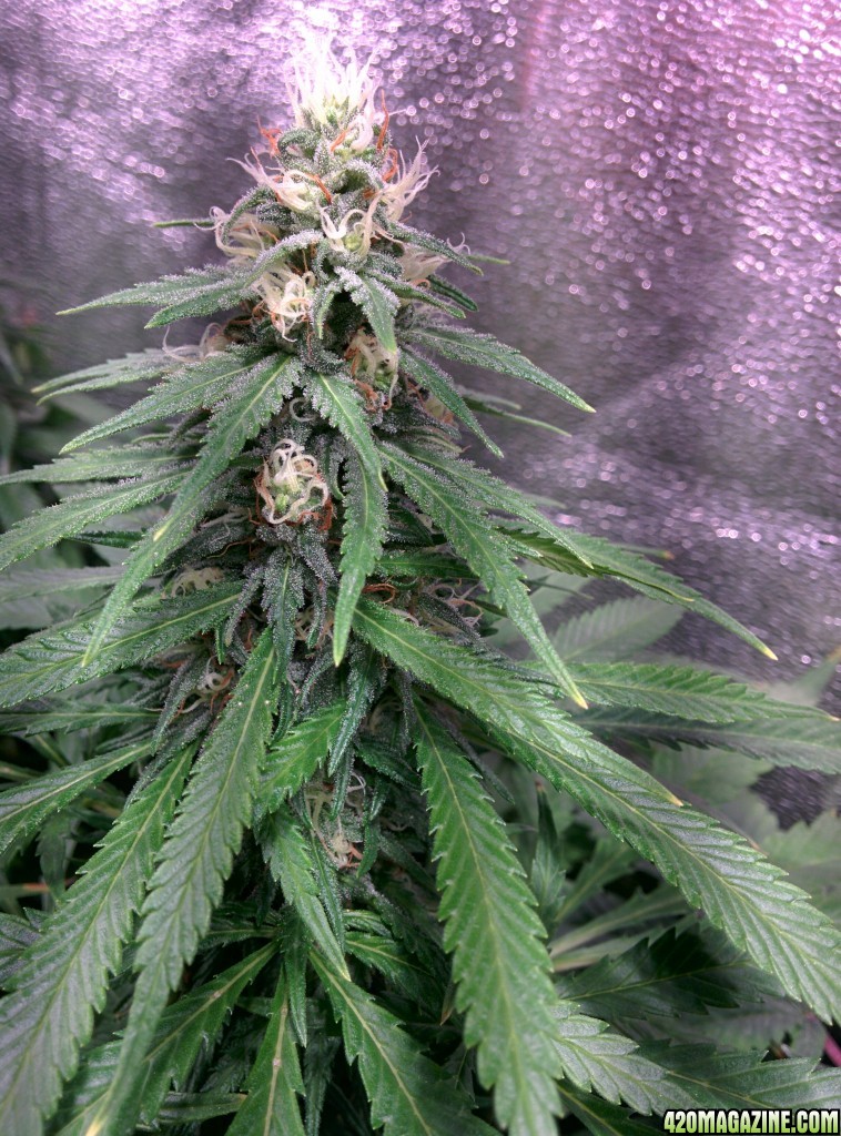 COB_LED_GROW_ICE_MUD_BUDMASTER_9_.jpg