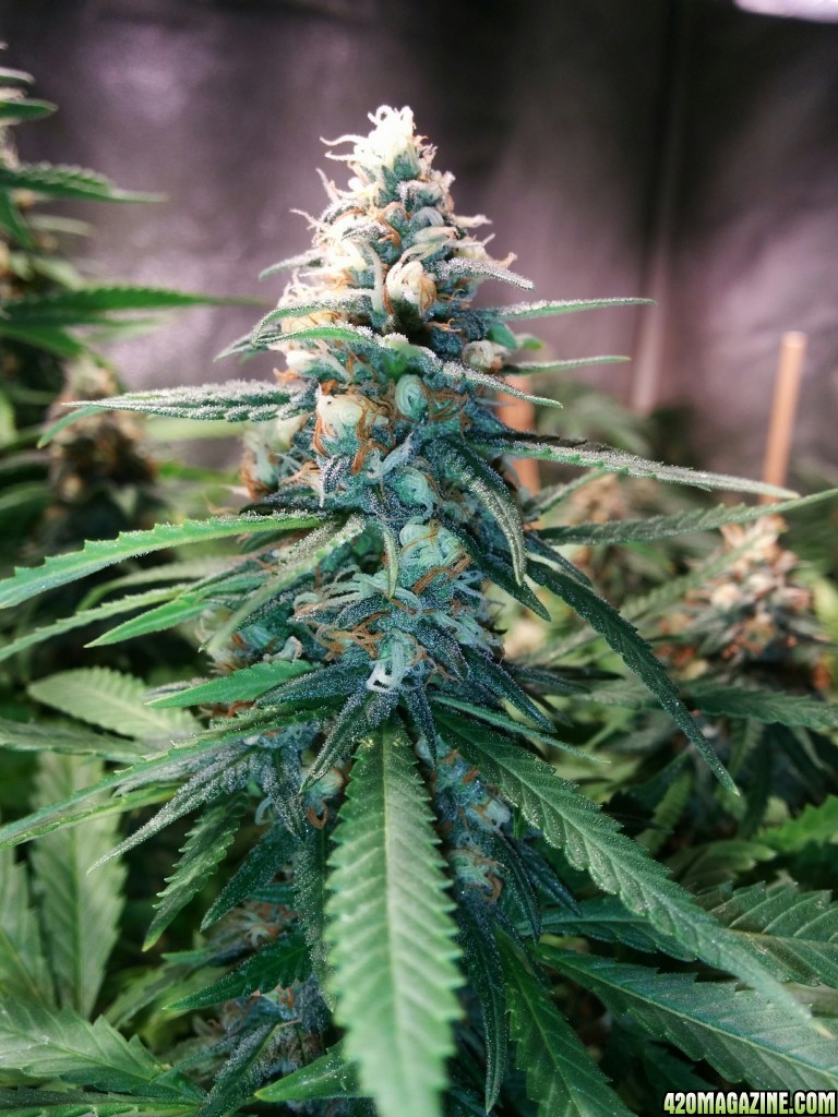 COB_LED_GROW_LIGHT_BUDMASTER_ICE_MUD_ICEMUD_10_.jpg