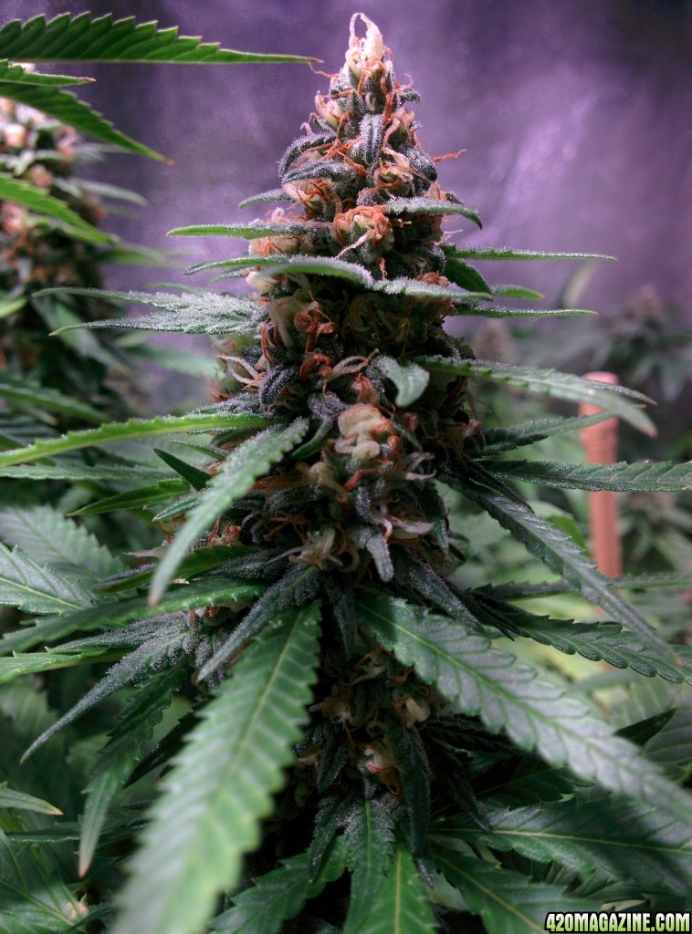 COB_LED_GROW_LIGHT_BUDMASTER_ICE_MUD_ICEMUD_10_1.jpg