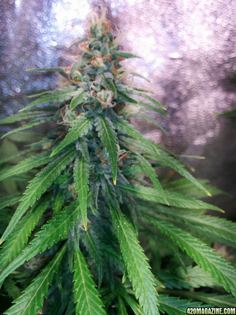 COB_LED_GROW_LIGHT_BUDMASTER_ICE_MUD_ICEMUD_11_.jpg