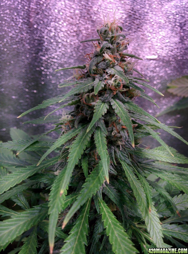 COB_LED_GROW_LIGHT_BUDMASTER_ICE_MUD_ICEMUD_11_1.jpg