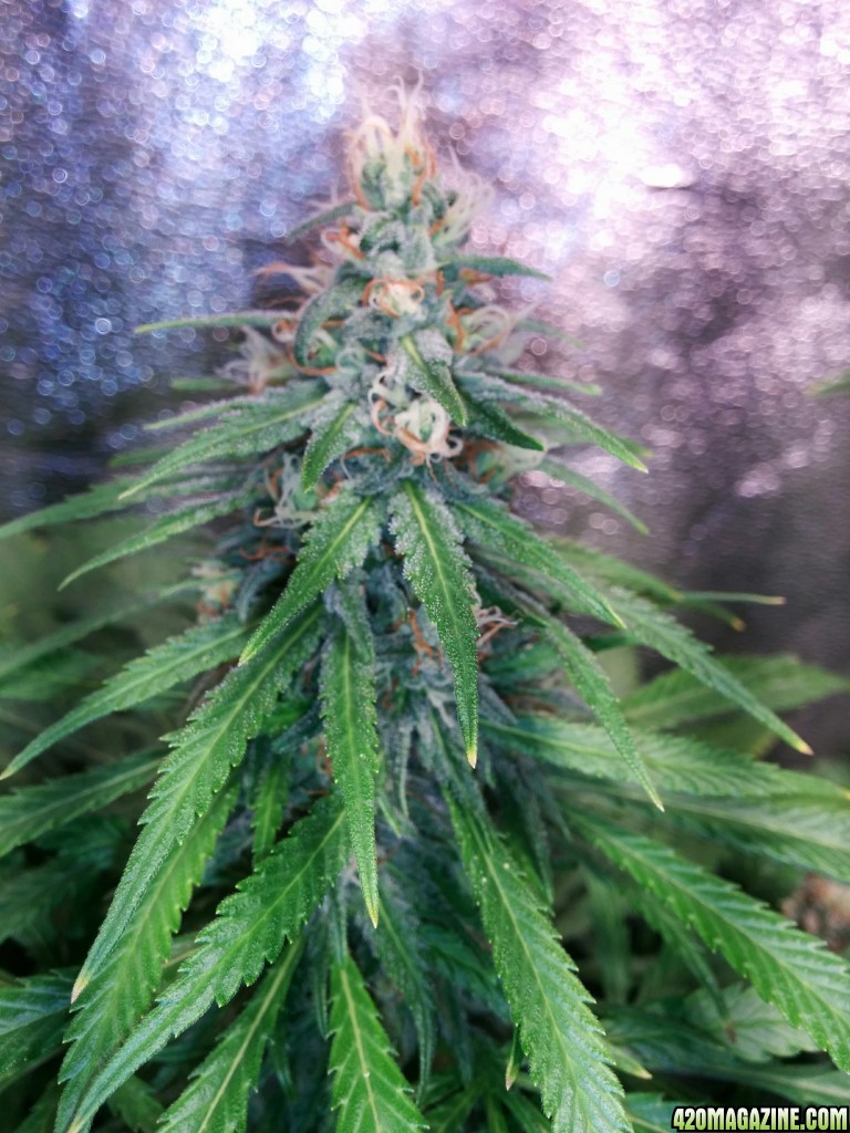 COB_LED_GROW_LIGHT_BUDMASTER_ICE_MUD_ICEMUD_12_.jpg