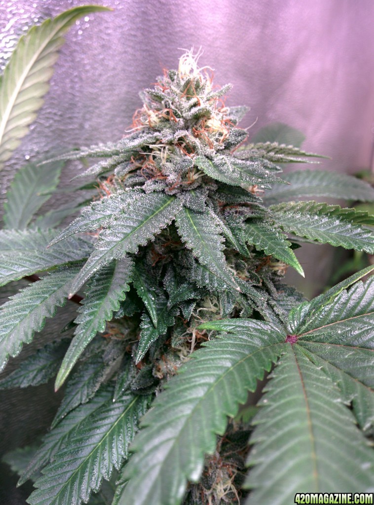 COB_LED_GROW_LIGHT_BUDMASTER_ICE_MUD_ICEMUD_12_1.jpg