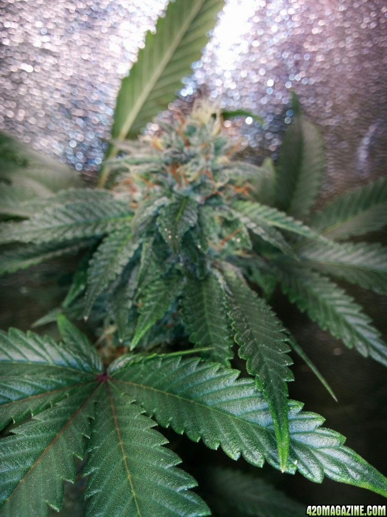 COB_LED_GROW_LIGHT_BUDMASTER_ICE_MUD_ICEMUD_13_.jpg