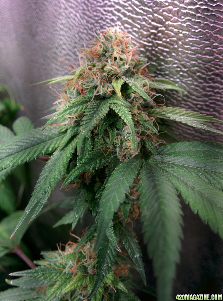 COB_LED_GROW_LIGHT_BUDMASTER_ICE_MUD_ICEMUD_13_1.jpg