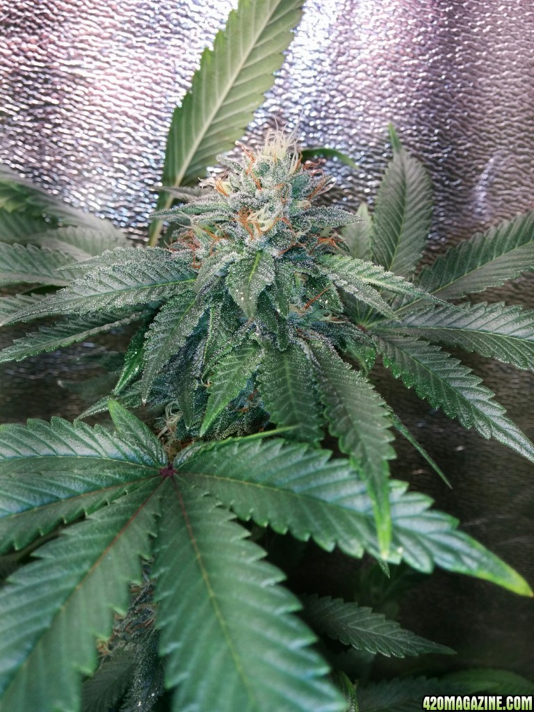 COB_LED_GROW_LIGHT_BUDMASTER_ICE_MUD_ICEMUD_14_.jpg