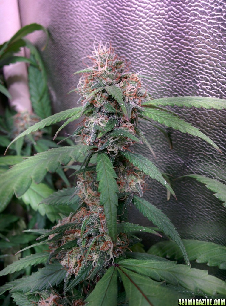 COB_LED_GROW_LIGHT_BUDMASTER_ICE_MUD_ICEMUD_14_1.jpg