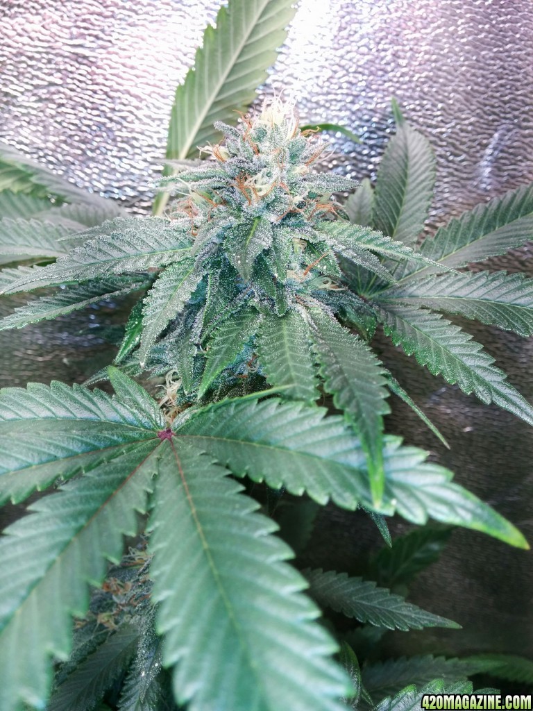 COB_LED_GROW_LIGHT_BUDMASTER_ICE_MUD_ICEMUD_15_.jpg