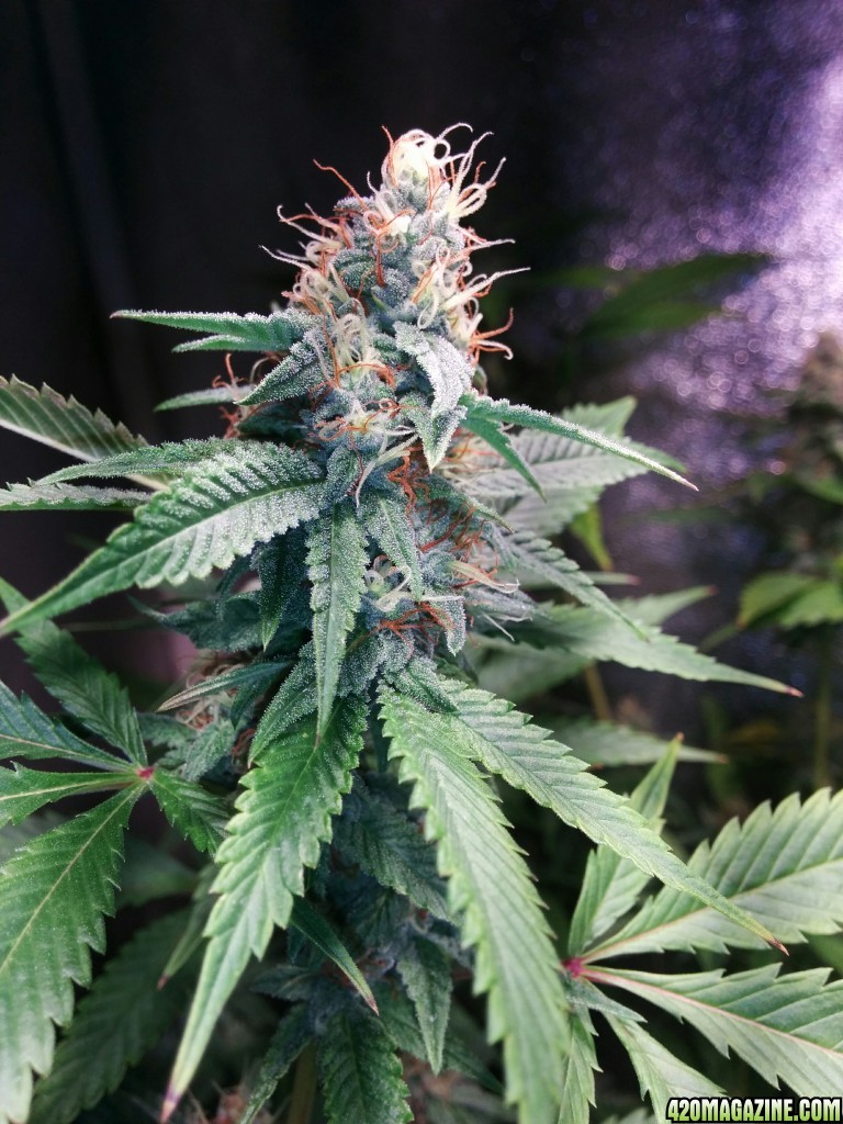 COB_LED_GROW_LIGHT_BUDMASTER_ICE_MUD_ICEMUD_15_1.jpg