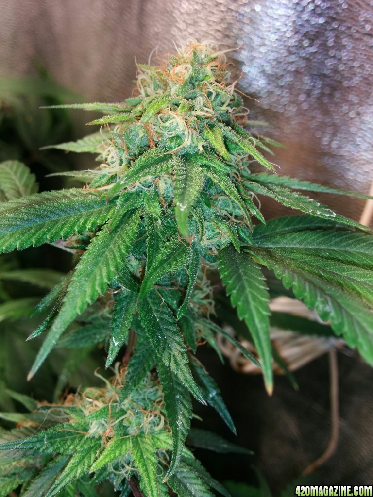 COB_LED_GROW_LIGHT_BUDMASTER_ICE_MUD_ICEMUD_16_.jpg