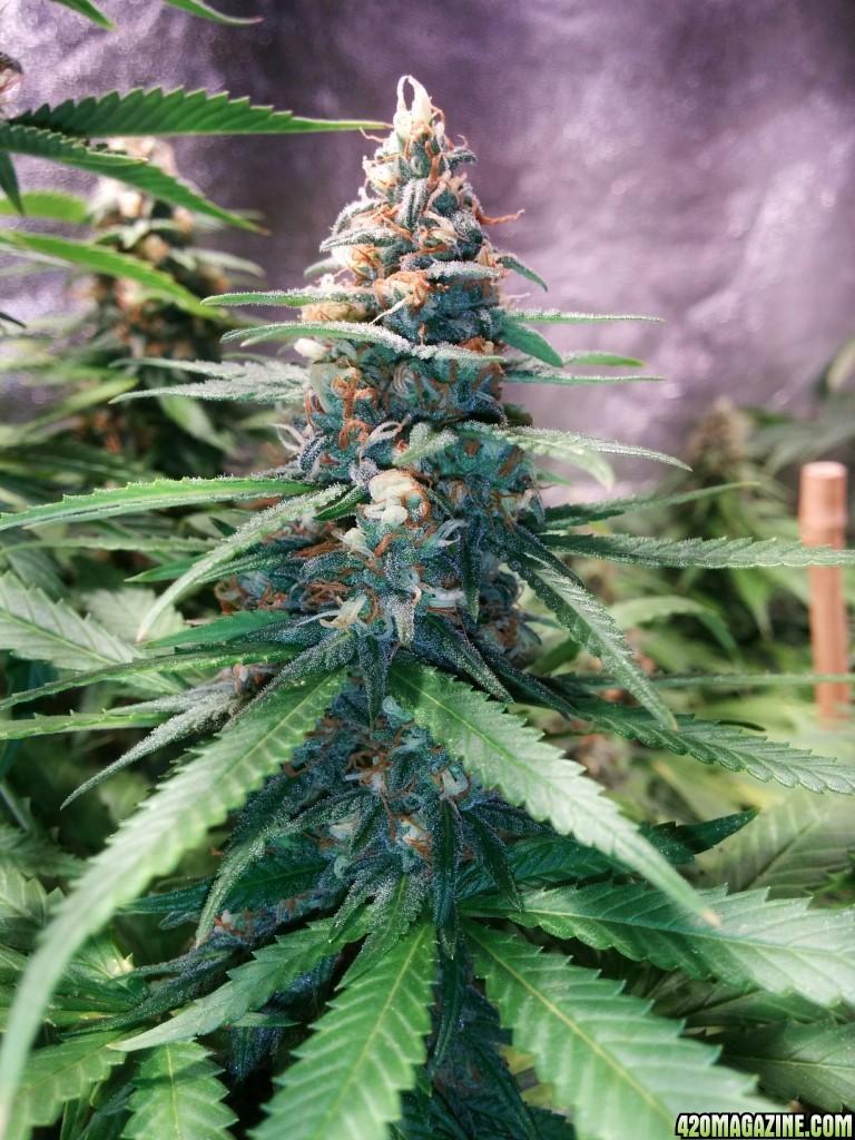 COB_LED_GROW_LIGHT_BUDMASTER_ICE_MUD_ICEMUD_16_1.jpg