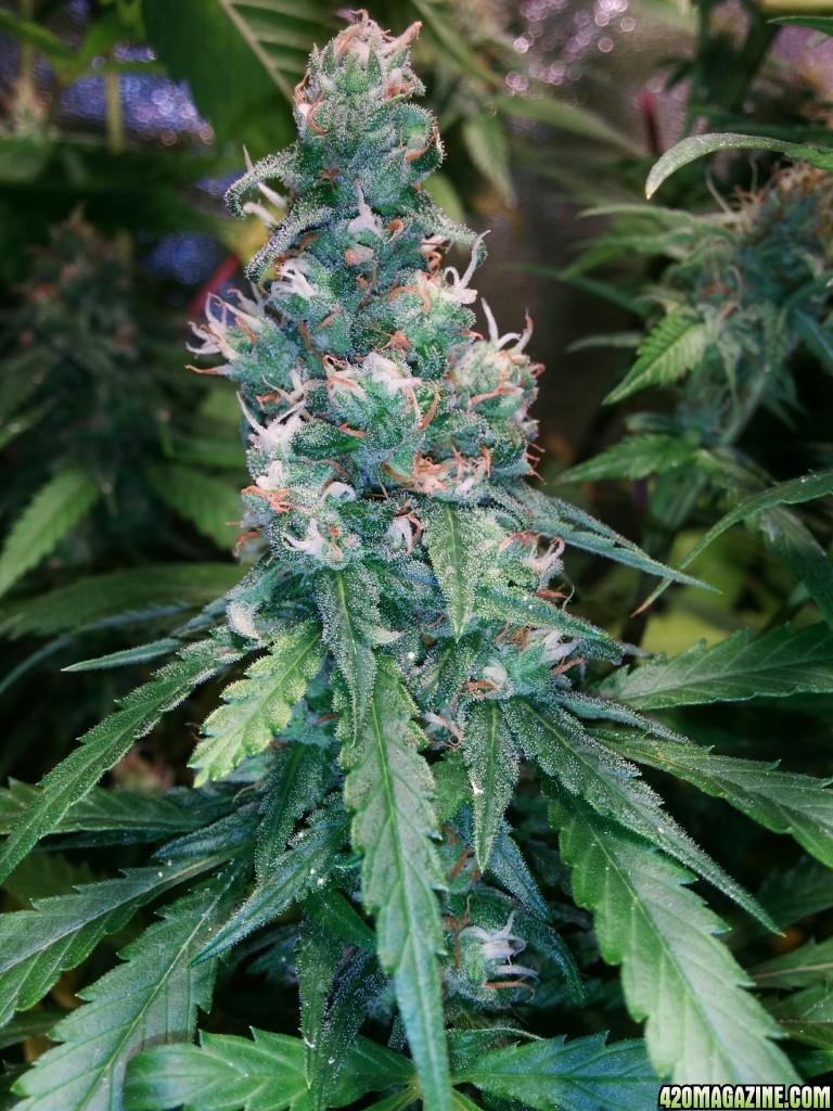 COB_LED_GROW_LIGHT_BUDMASTER_ICE_MUD_ICEMUD_17_1.jpg