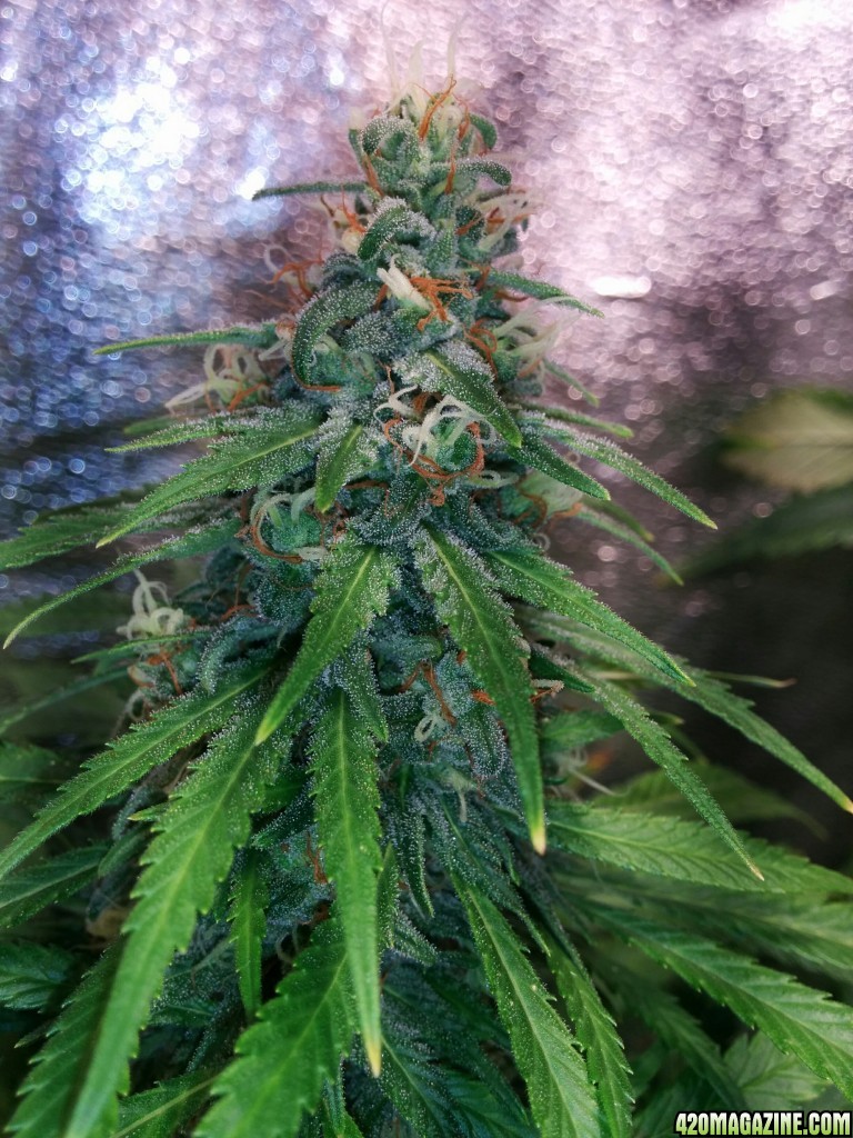 COB_LED_GROW_LIGHT_BUDMASTER_ICE_MUD_ICEMUD_18_1.jpg