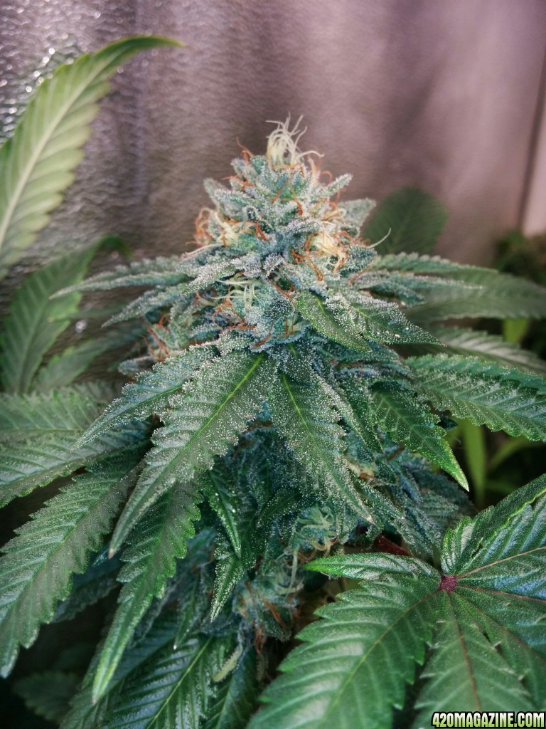 COB_LED_GROW_LIGHT_BUDMASTER_ICE_MUD_ICEMUD_19_.jpg