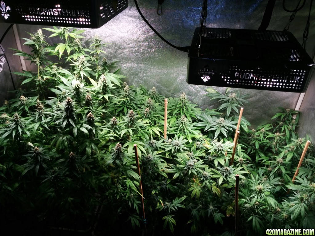 COB_LED_GROW_LIGHT_BUDMASTER_ICE_MUD_ICEMUD_1_.jpg