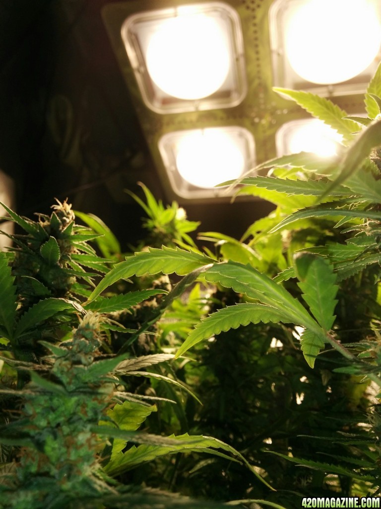 COB_LED_GROW_LIGHT_BUDMASTER_ICE_MUD_ICEMUD_1_1.jpg