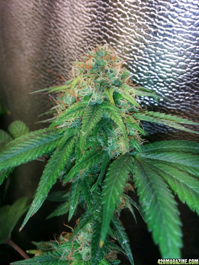 COB_LED_GROW_LIGHT_BUDMASTER_ICE_MUD_ICEMUD_20_.jpg